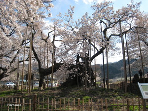 jindaizakura1.jpg