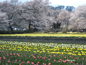 jindaizakura2.jpg