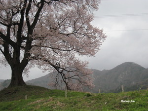 wanizuka3.jpg